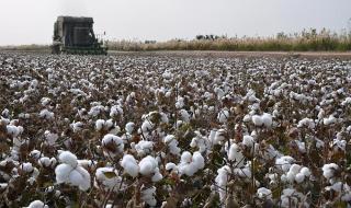 新疆棉花多少钱一斤