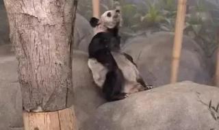 关于乐乐的故事 乐乐死因已初步确定