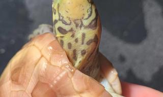 黄化斑纹草龟多少钱