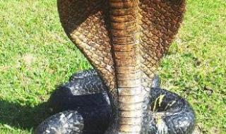 王蛇为什么能免疫毒液 王蛇为什么不怕毒蛇