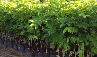 海南黄花梨树苗价格