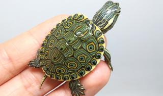 乌龟的寿命一般有多长 乌龟的寿命