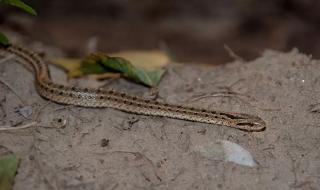 一窝蛇晒太阳成网红