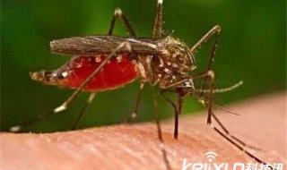 广西蚊子多大 蚊子有多少颗牙齿